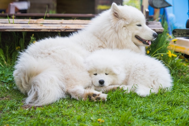 Samoyed Welpe und Mutterhunde legen schlafen.