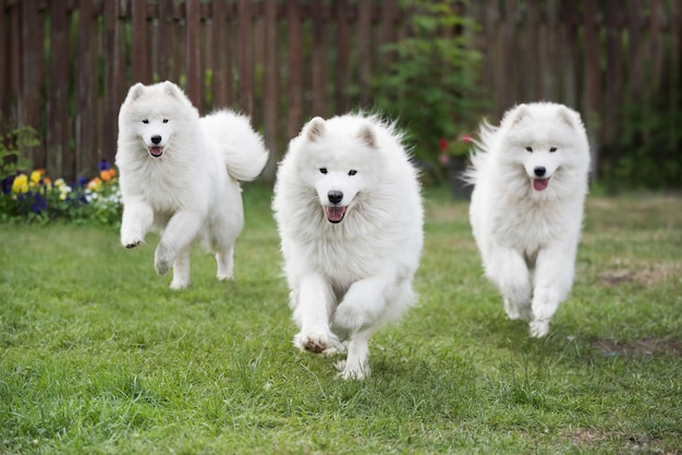 Samoyed Welpen Hunde laufen und spielen auf der grünen Wiese