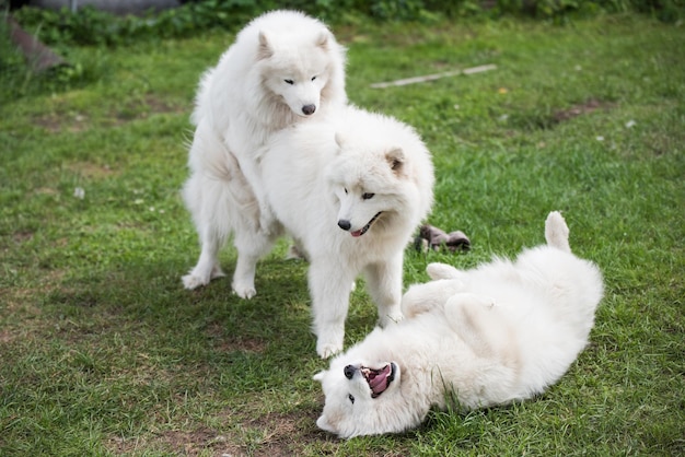 Samoyed Welpen Hunde sitzen und spielen auf der grünen Wiese