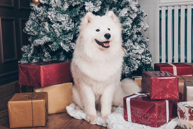 Samoyedo perro blanco esponjoso está sentado cerca del árbol de Navidad con cajas de regalo.