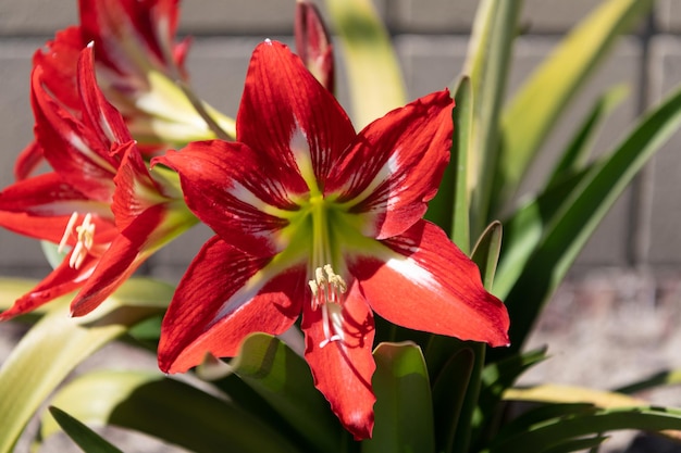 Samtrote Blütenblätter mit weißen Sternen gestreift. Blühende Amaryllisblüten. Barbados-Amaryllis in voller Blüte. Dekorative Blumen. Blühende Pflanze.