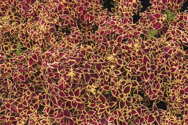 Samtroter Coleus. Coleus im Sommerstadtpark.