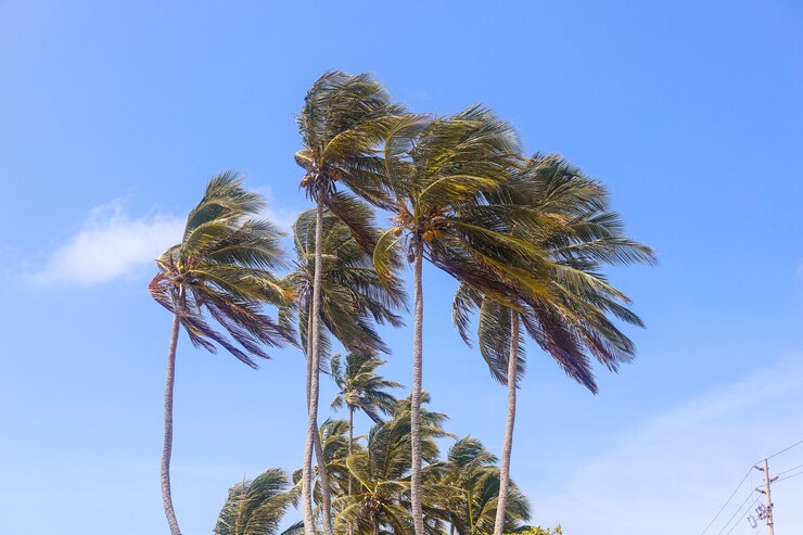 Foto san andres isla del caribe colômbia paraiso tropical playa y palmeras