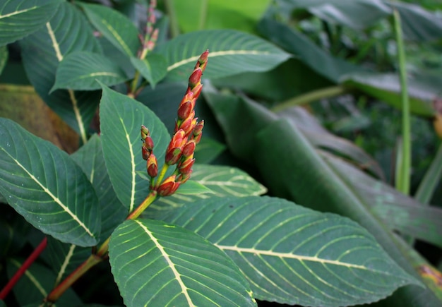 Sanchezia Flores, Sanchezia Nobilis