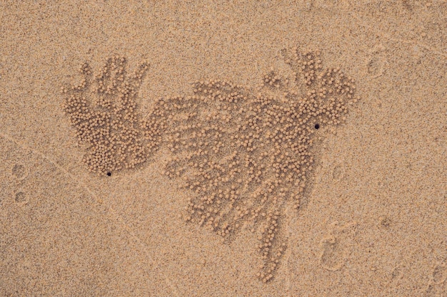 Sand Bubbler Cangrejos en la arena junto al mar en la naturaleza. Hogar de un cangrejo fantasma, cangrejo burbujeador de arena dejar bolas de barro alrededor de un agujero en la playa de arena blanca pura