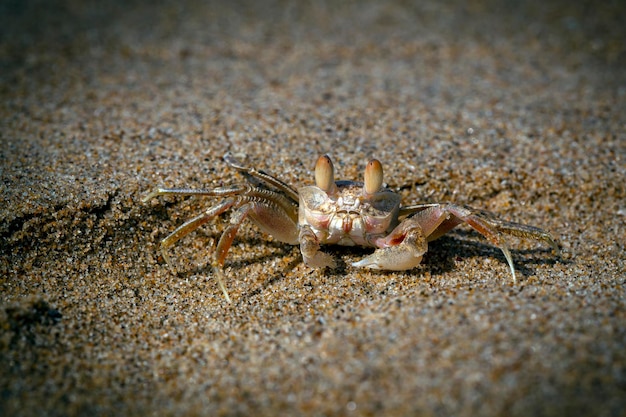 Sand Bubbler Krabben sind Krabbengattungen Scopimera und Dotilla in der Familie Dotillida
