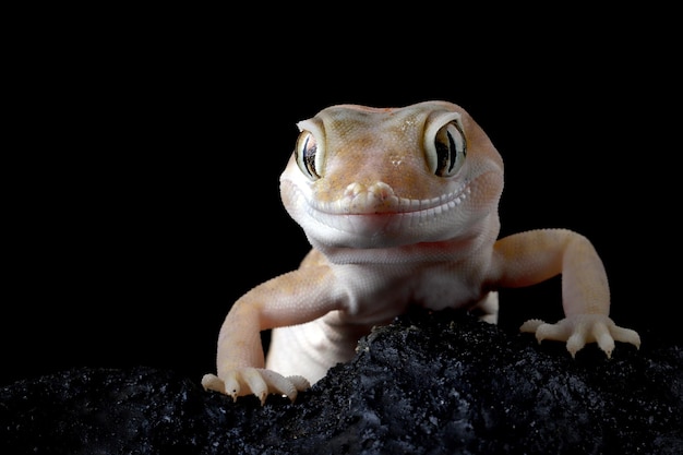 Sand gecko closeup na pedra, closeup head sand gecko (Stenodactylus petrii)