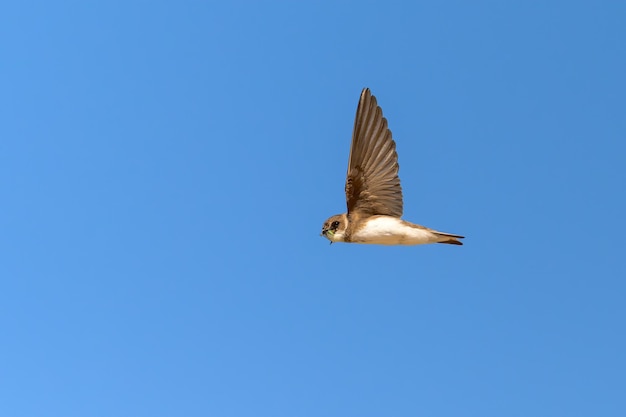 Sand Martin Flyby