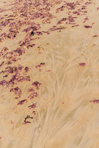 Sand mit Flecken und braunroten Algen