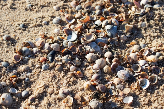 Sand und Muscheln. Sandige Oberfläche.