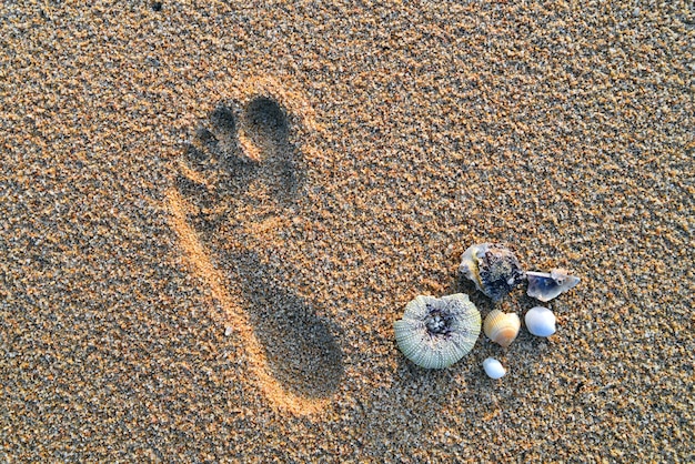 Sand und Muscheln