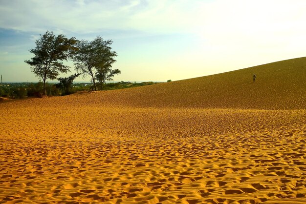 Sandberge in der Wüste