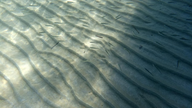 Sandboden-Unterwasserschwimmen in der türkisfarbenen Lagune