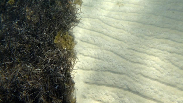 Sandboden-Unterwasserschwimmen in der türkisfarbenen Lagune