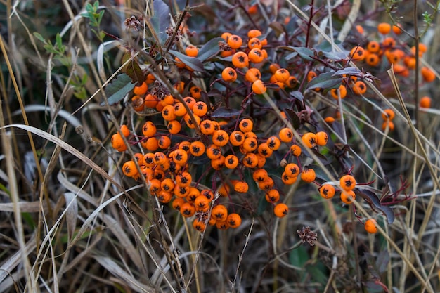 Sanddorn Nahaufnahme Herbstbeere