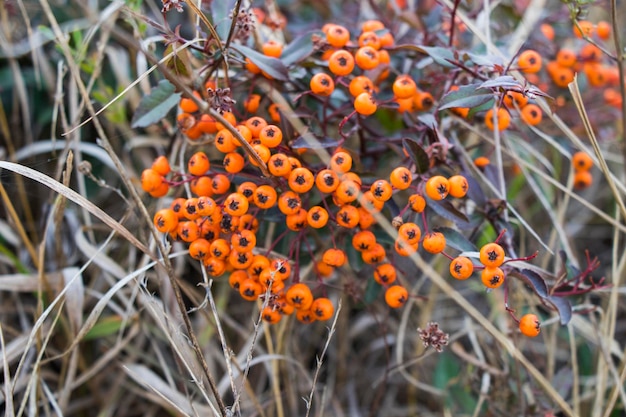 Sanddorn Nahaufnahme Herbstbeere