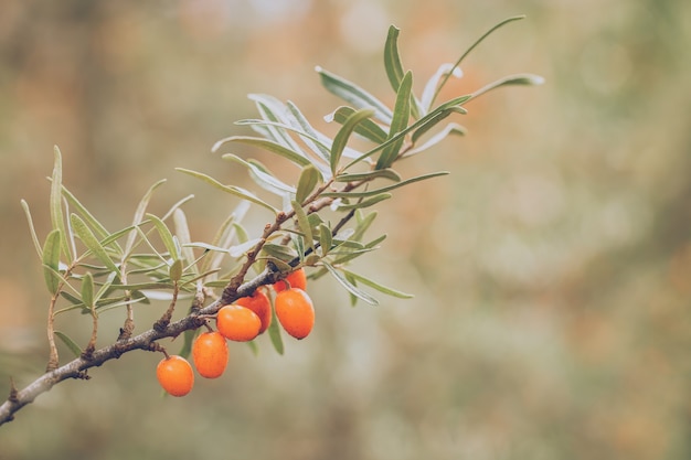 Sanddorn wächst auf Baum in der Herbstnatur