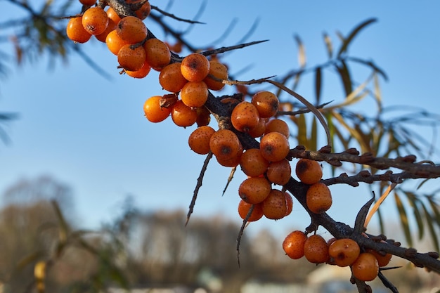 Sanddornbeeren auf einem Hintergrund des blauen Himmels und der grünen Blätter.