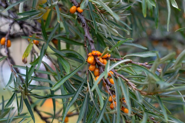 Sanddornzweig mit leuchtend reifen Beeren