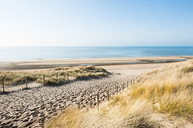 Sanddünen an der Meeresküste in Noordwijk, Niederlande, Europa.