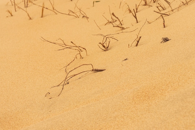 Sanddünen gegen das Abendlicht am Strand