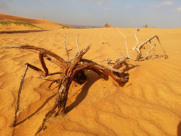 Sanddünen in der Wüste