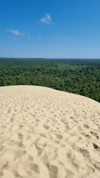 Sanddünen mit einem Wald im Hintergrund