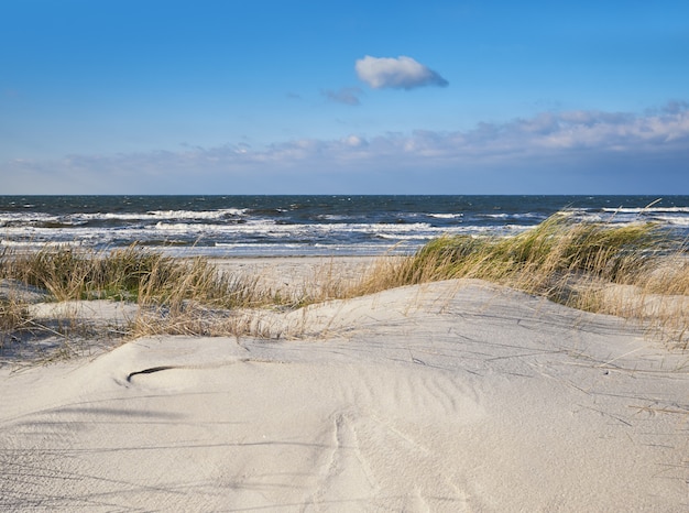 Sanddünen mit Gras und Sträuchern schützen den Strand vor den Stürmen auf der Insel Hiddensee