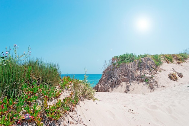 Sanddünen unter strahlender Sonne