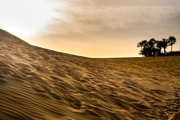 Sanddünen Wüste im Freien schöner Ort für Reisende Abenteuer und Urlaub. wie ein riesiger Strand. Sonnenuntergangszeit für zeitlose Freizeitbeschäftigung. trockenes Klimaland mit tropischen Palmen d