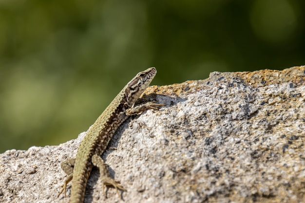 Sandeidechse auf einem Felsen nah oben