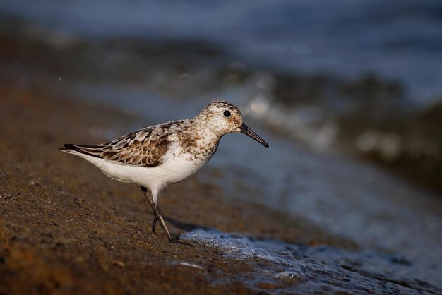 Sanderling en el agua Calidris alba