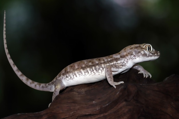 Sandgecko Nahaufnahme auf Holz, Nahaufnahme Kopf Sandgecko (Stenodactylus Petrii),