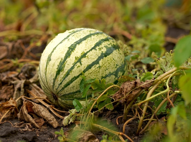 La sandía crece en el campo agrícola La sandía natural crece en tierras de cultivo que cultivan sandía El cultivo de cultivos de melón El cultivo de frutas en el jardín Planta y cultiva sandíasDulce