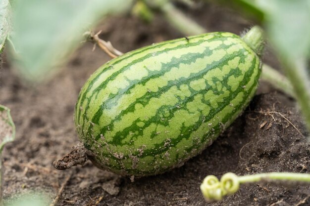 Foto la sandía crece en el jardín.