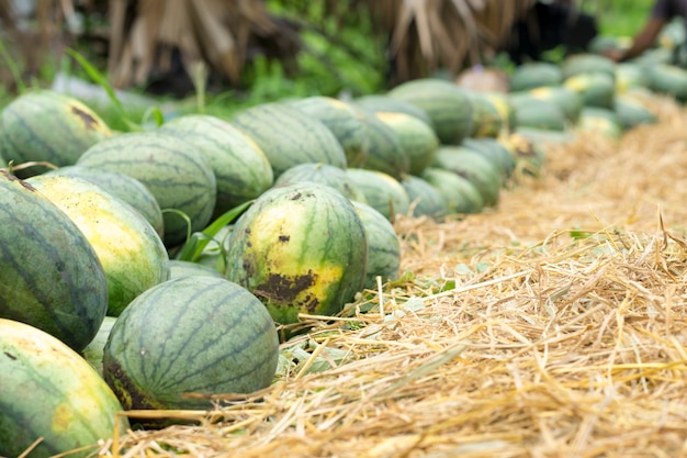 sandía fruta orgánica