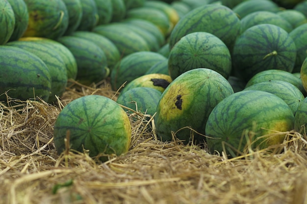 sandía fruta orgánica