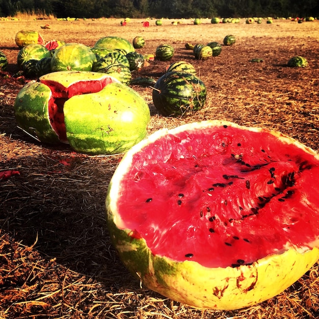 Foto sandías en el campo