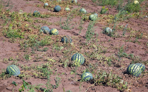 Sandías en campo