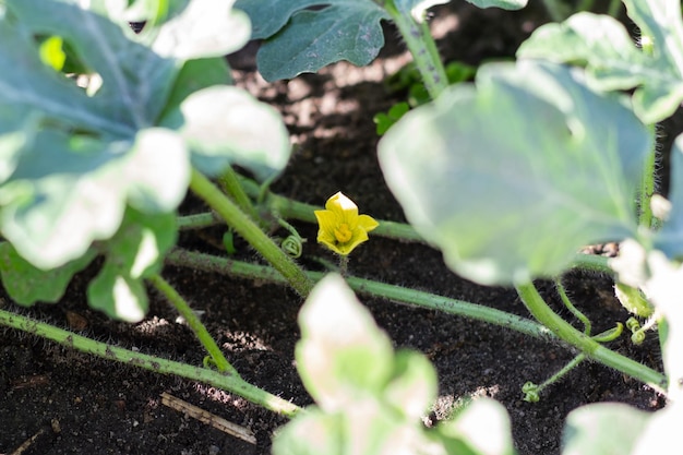 Las sandías jóvenes crecen en la cama del jardín en la granja de sandías