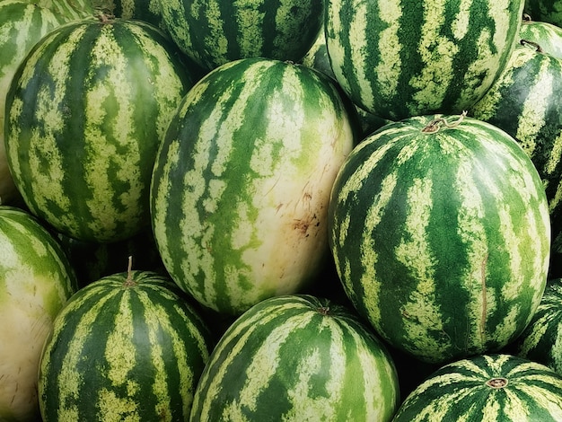 Sandías maduras al aire libre, cosecha otoñal de frutas y bayas.