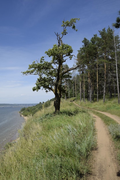 Sandige Küste der Wolga mit Bäumen am Ufer