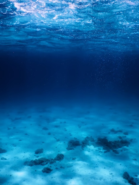 Sandiger Meeresboden Meereslebewesen, Unterwasserhintergrund