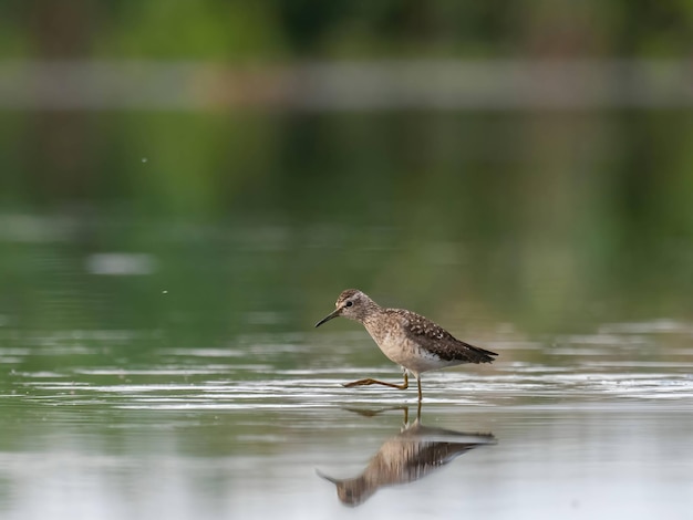 Sandpiper de madeira de pé em uma folha de água