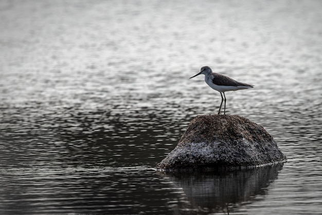 Sandpiper verde em seu ambiente natural