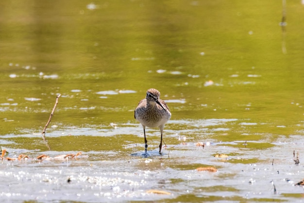 Sandpiper, Wood maçarico em águas rasas (Tringa glareola) Wader Bird Sandpiper