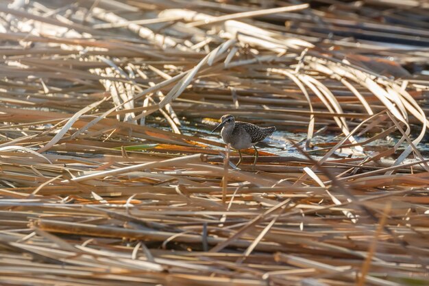 Sandpiper, Wood Sandpiper ÃƒÂƒÃ‚Â‚ÃƒÂ‚Ã‚Â Sandpiper