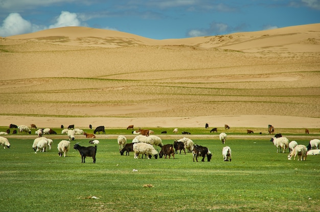 Sands Mongol Els, manada de animales pastaban en la hierba