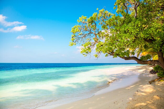 Sandstrand auf den Malediven an einem sonnigen Tag