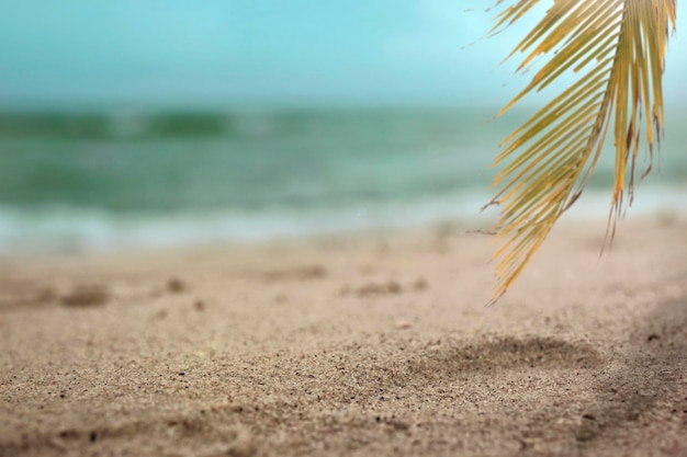 Sandstrand und Palmenblätter im Sommertourismus